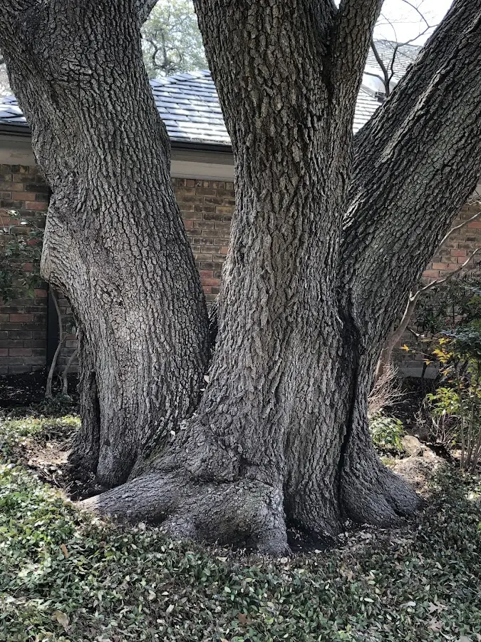 Mature heritage tree close to a West Harrison property cared for by certified arborists